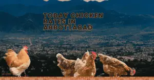 Todays Chicken Rate Abbottabad