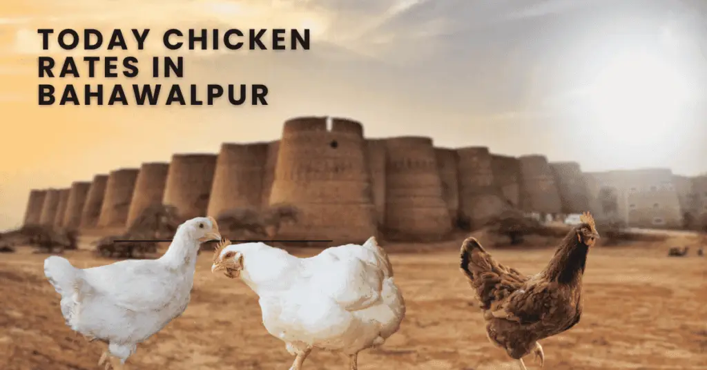 Today Chicken Rates In Bahawalpur