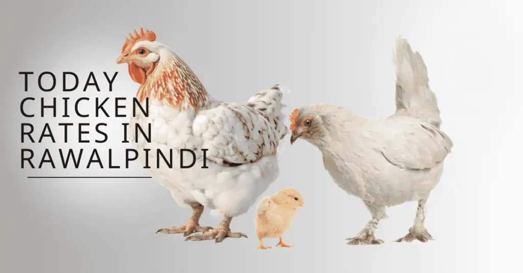 Today Chicken Rate In Rawalpindi