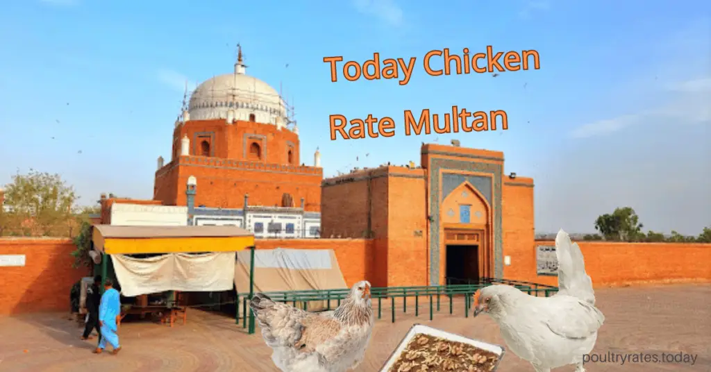 Today chicken rates multan